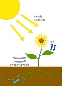 fotosynteza - Klasa 1 - Quiz