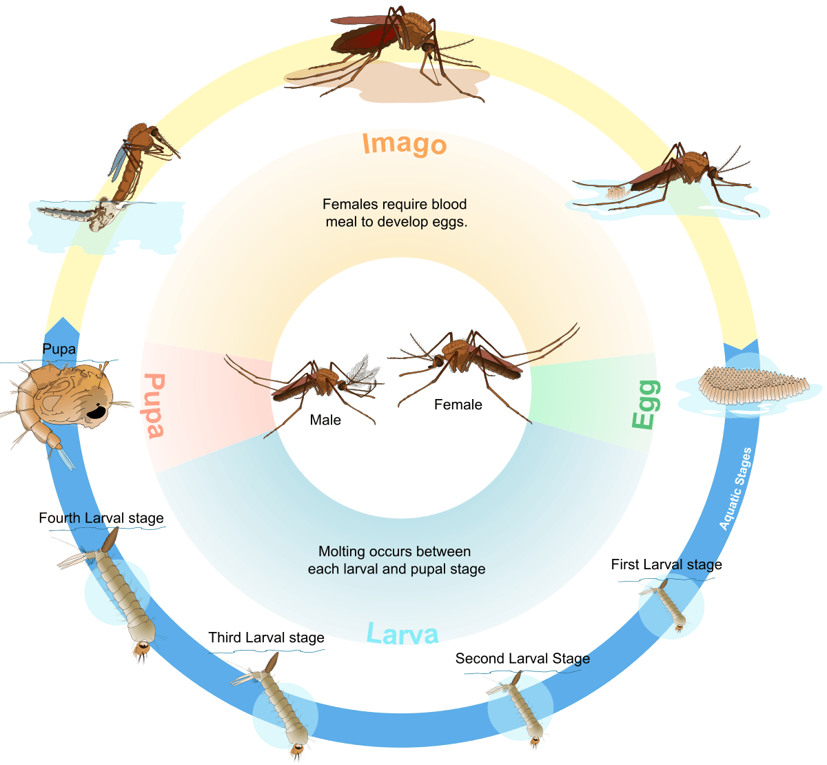 finite-automata-what-is-the-correct-way-to-draw-nfa-of-re-a-b-c