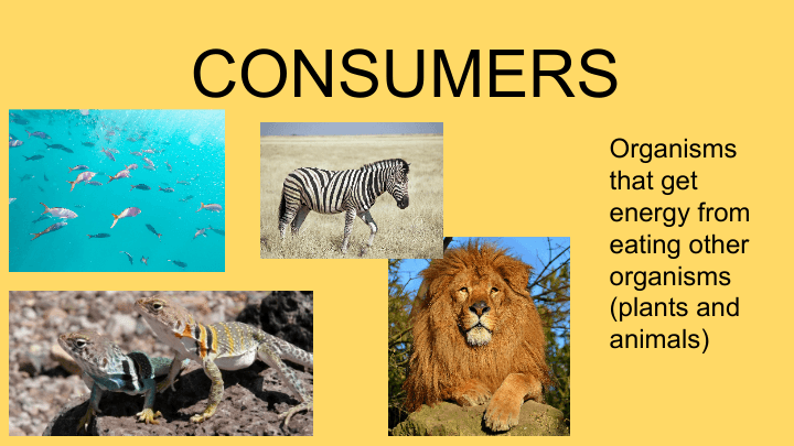 consumer animals