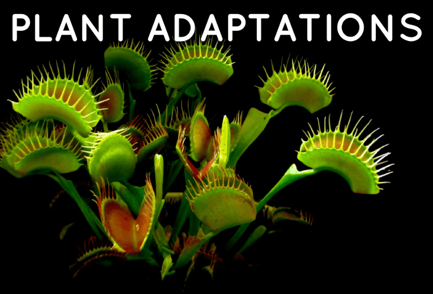 Plant Adaptations Quizizz