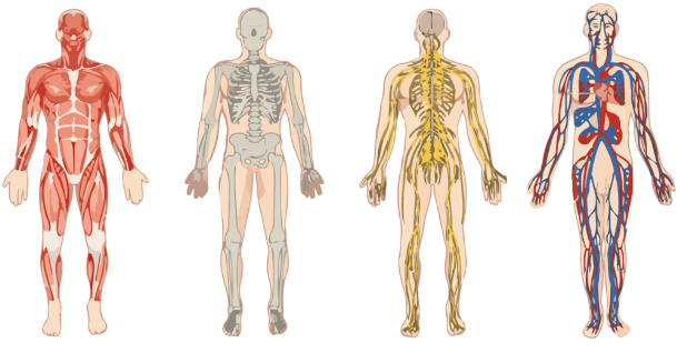 CKLA Domain 2 Human Body Assessment | Quizizz