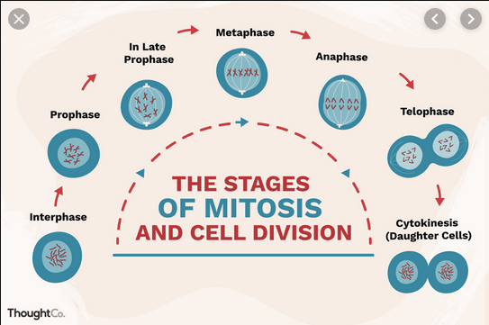 Mitosis and The cell cycle Quizizz