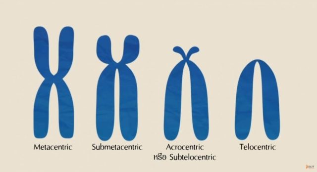 chromosome structure and numbers - Class 9 - Quizizz