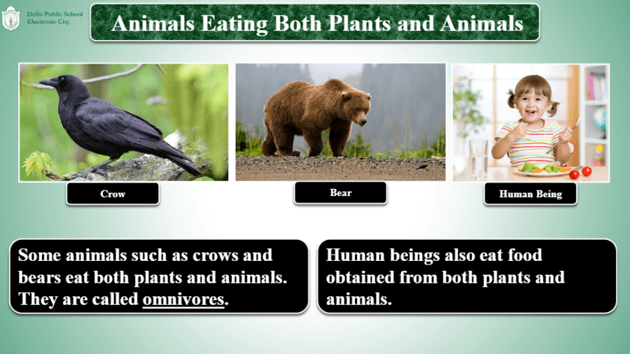 ANIMALS: FOOD AND MORE | Science - Quizizz