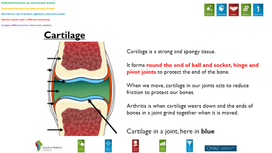 Joints and Muscles Biology Quizizz