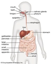 the digestive and excretory systems - Grade 10 - Quizizz