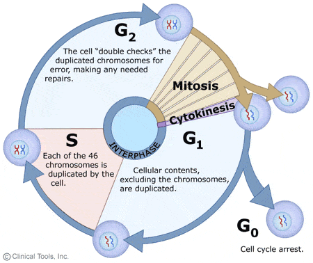 the cell cycle and mitosis - Grade 12 - Quizizz