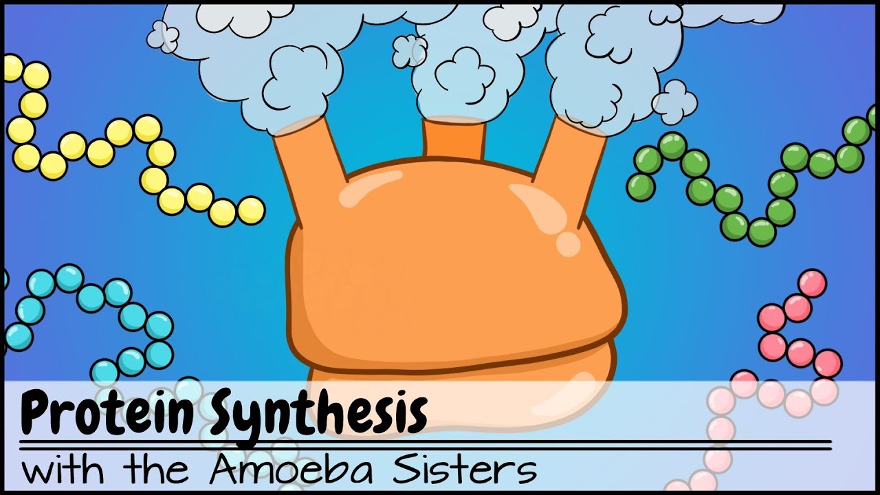 4. Amoeba Sisters Protein Synthesis (Modified) Quiz - Quizizz