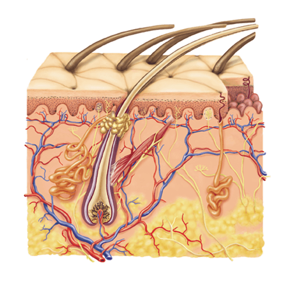 Integumentary System 