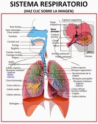 os sistemas circulatório e respiratório Flashcards - Questionário