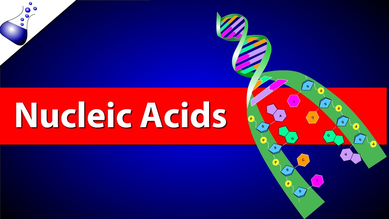 Amino Acids - Year 9 - Quizizz