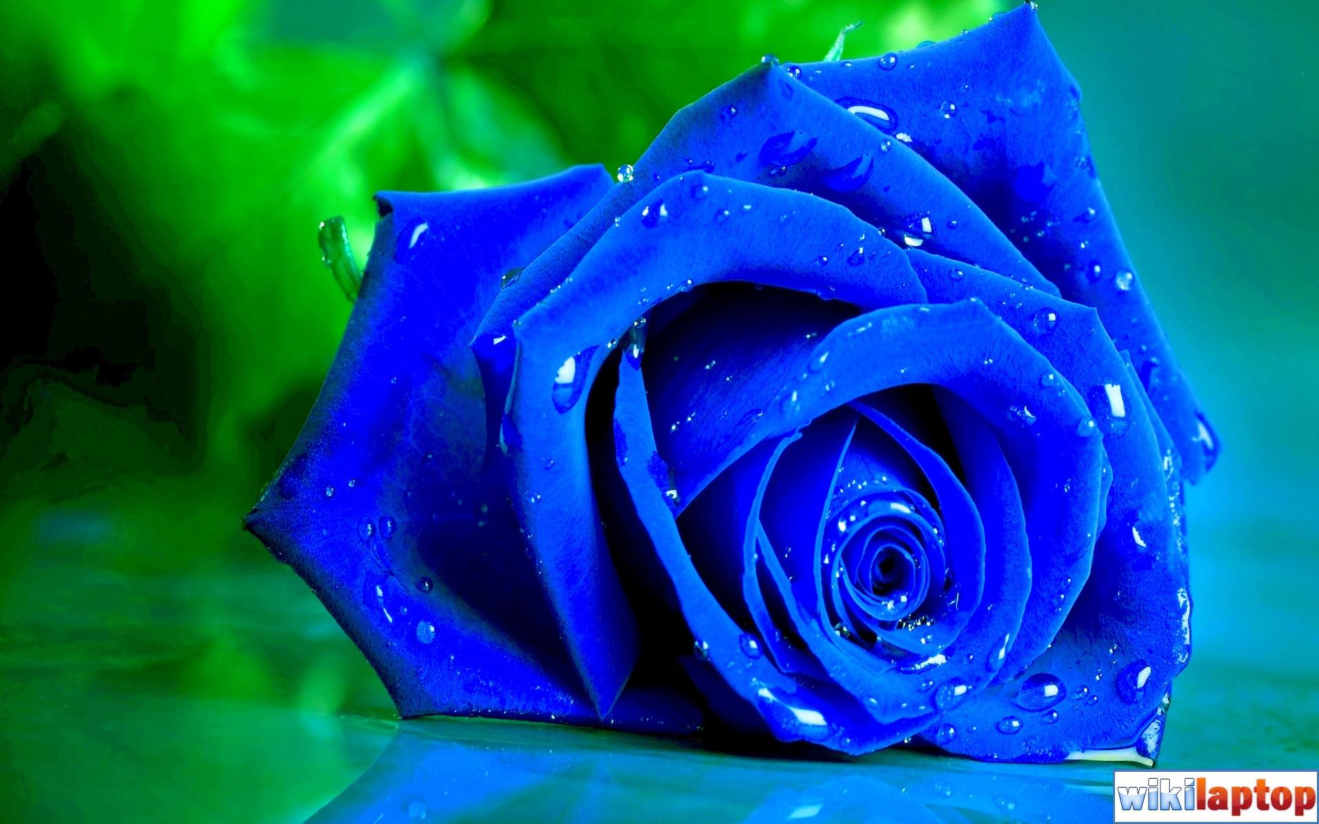 Tổng hợp hình nền hoa hồng xanh đẹp nhất Chỉ có duy nhất tại đây