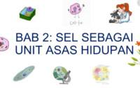 sistem saraf dan endokrin - Kelas 3 - Kuis