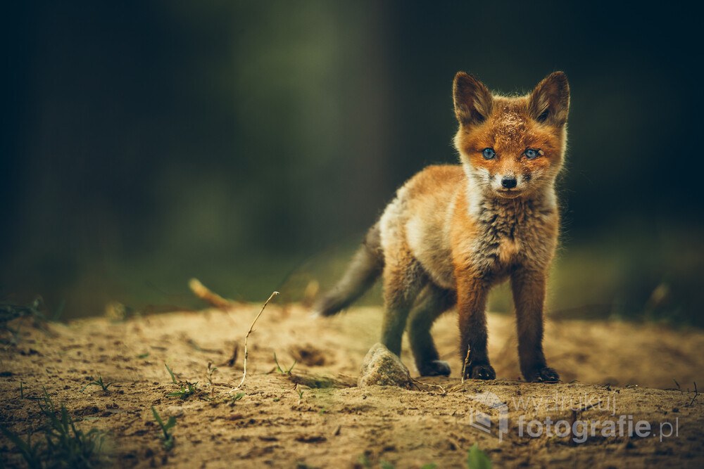 Zdania: Shift i wielkie litery Fiszki - Quizizz