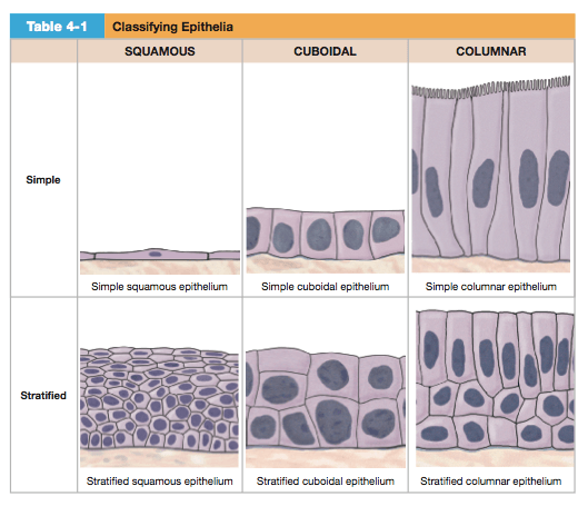 Chapter 4 - the Tissue Level of Organization : Module 1: Sections 4.1-4 ...