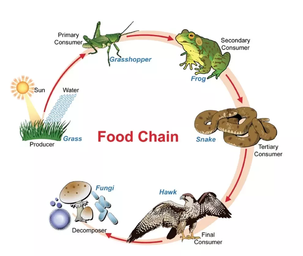 food chain - Year 9 - Quizizz