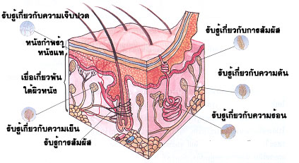 เนื้อเยื่อ - ระดับชั้น 10 - Quizizz