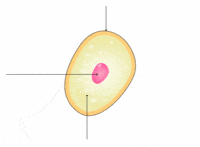 plant biology - Class 1 - Quizizz