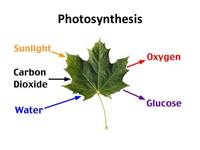 photosynthesis - Class 10 - Quizizz