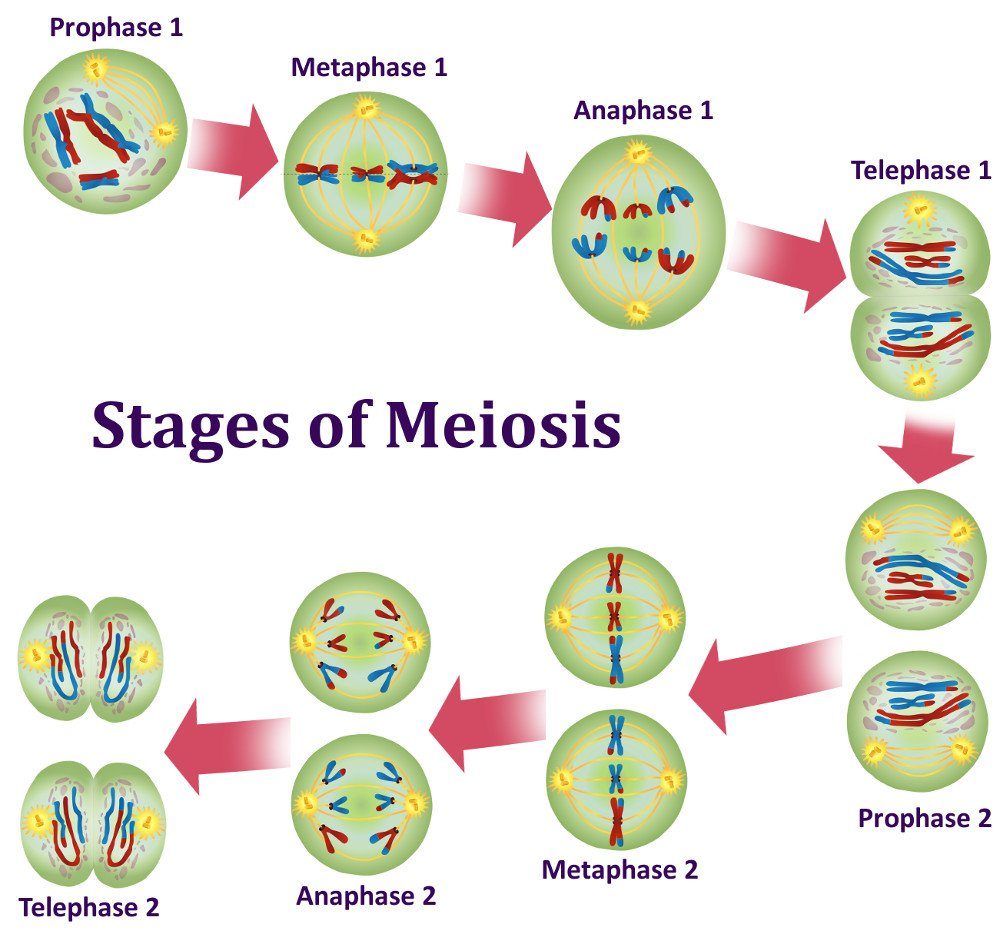 Meiosis Gizmo Answer Key / Meowsis Stem Case Lesson Info ...