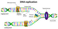 dna structure and replication - Class 4 - Quizizz