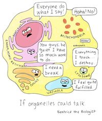 plant cell diagram - Year 11 - Quizizz