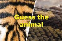 Animals - Grade 4 - Quizizz