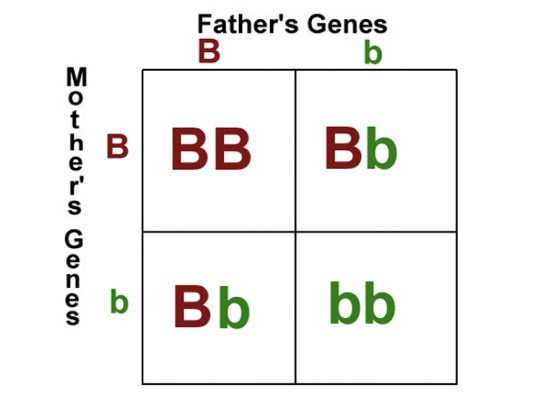 Punnett square practice | 722 plays | Quizizz