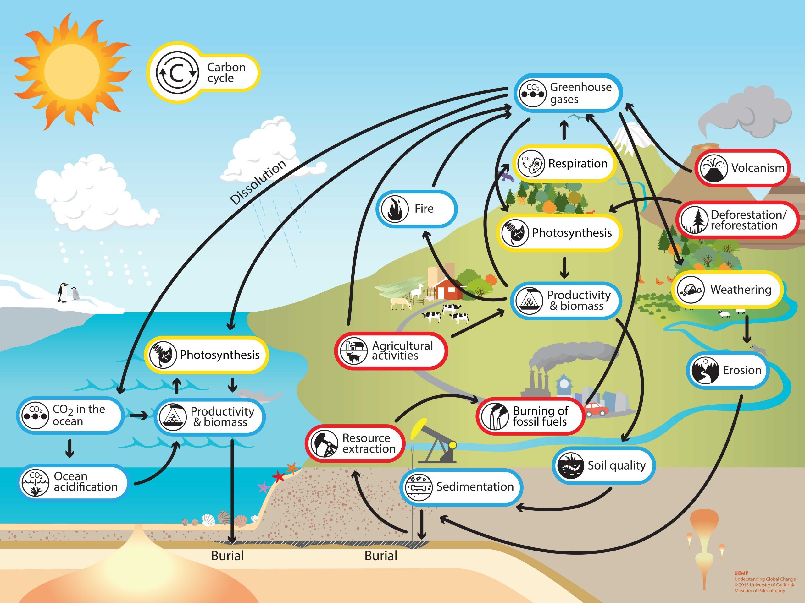 AQA AS Water and Carbon Cycles | Quizizz