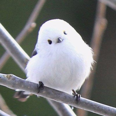 生物基礎 間違えやすい脊椎動物の分類 Biology Quiz Quizizz