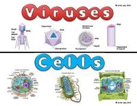 virus - Grado 12 - Quizizz