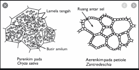 Struktur Tubuh Dan Fungsi Tumbuhan Science Quizizz