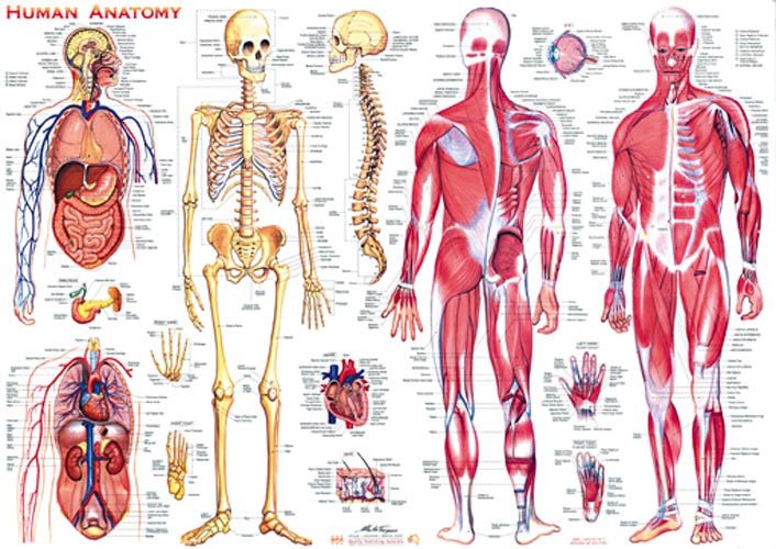 Biology Diagnostical test. Part one. Anatomy. General Anatomy ...