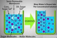 osmosis dan tonisitas - Kelas 1 - Kuis