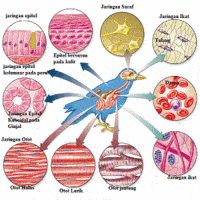 sistem peredaran darah dan pernapasan - Kelas 7 - Kuis