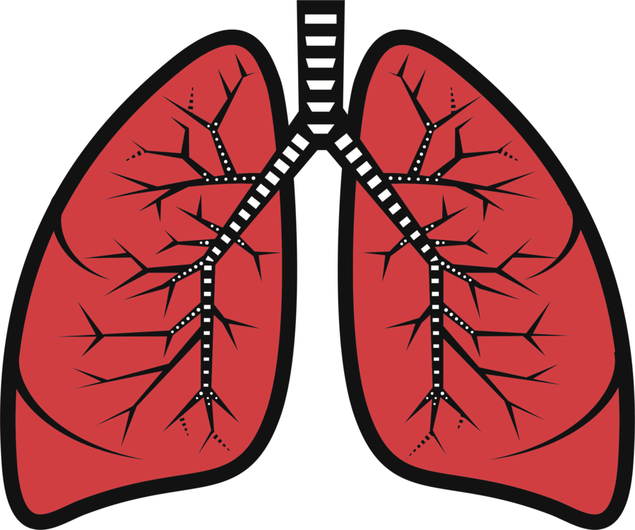 respiratory-system-vocabulary-quiz-5th-grade-quiz-quizizz