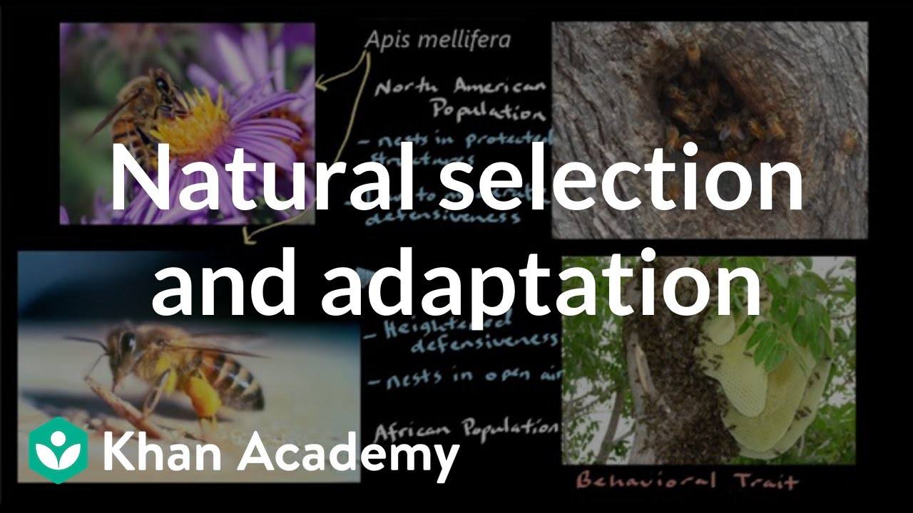 Natural Selection and Adaptations - Class 8 - Quizizz