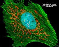 developmental biology - Grade 2 - Quizizz