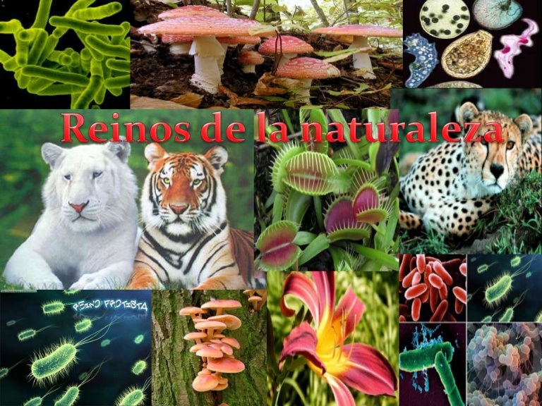 REINO ANIMAL, VEGETAL Y FUNGÌ | Quizizz