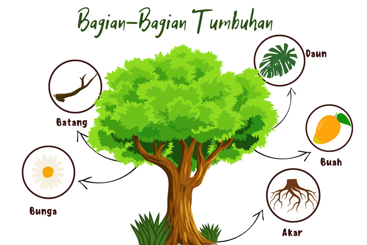 bagian-bagian tumbuhan dan fungsinya - Kelas 7 - Kuis