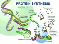 rna and protein synthesis - Year 11 - Quizizz
