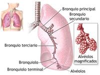 los sistemas circulatorio y respiratorio - Grado 8 - Quizizz