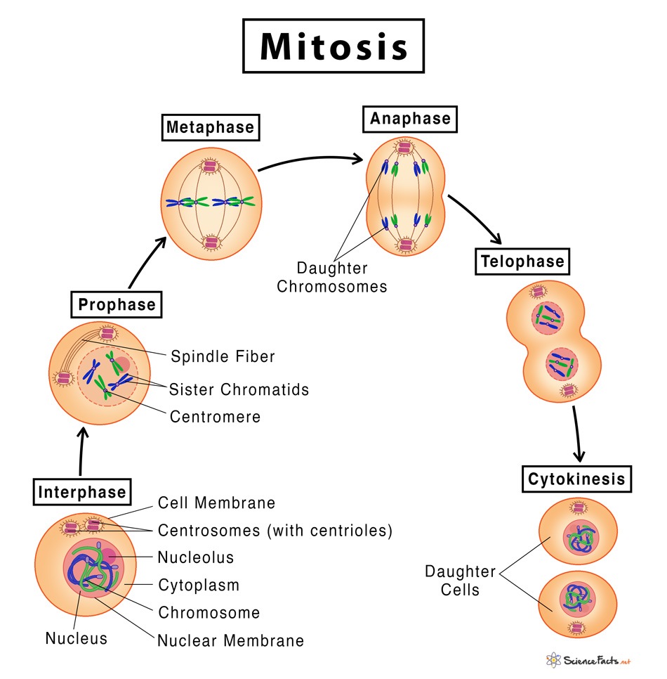 the cell cycle and mitosis - Class 8 - Quizizz