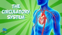 the circulatory and respiratory systems - Grade 3 - Quizizz