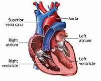 the circulatory and respiratory systems - Class 2 - Quizizz