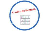 cuadrados de punnett - Grado 11 - Quizizz