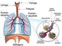 os sistemas circulatório e respiratório - Série 9 - Questionário