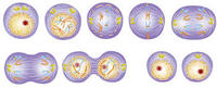 the cell cycle and mitosis - Year 7 - Quizizz