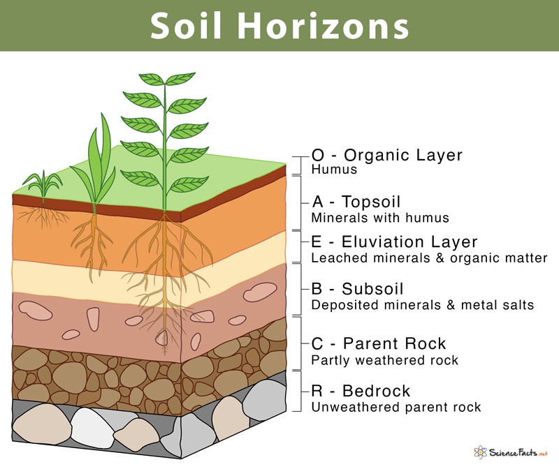 soils - Class 11 - Quizizz