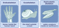 Form 4: 14.1 Endoskeleton, exoskeleton, hydrostatic skeleton